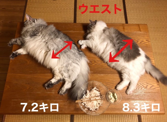世界最大の家猫メインクーンとNo2ラグドールの2ショット 画像提供：@KRAUSER_MKM1000