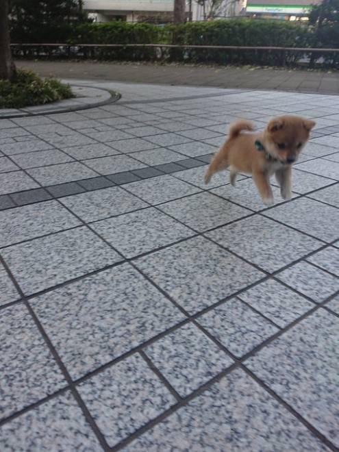 �ǂ��炪�ʂ�����݂�������Ȃ�?! ���Ă̎e���E��т񂿂��̓���