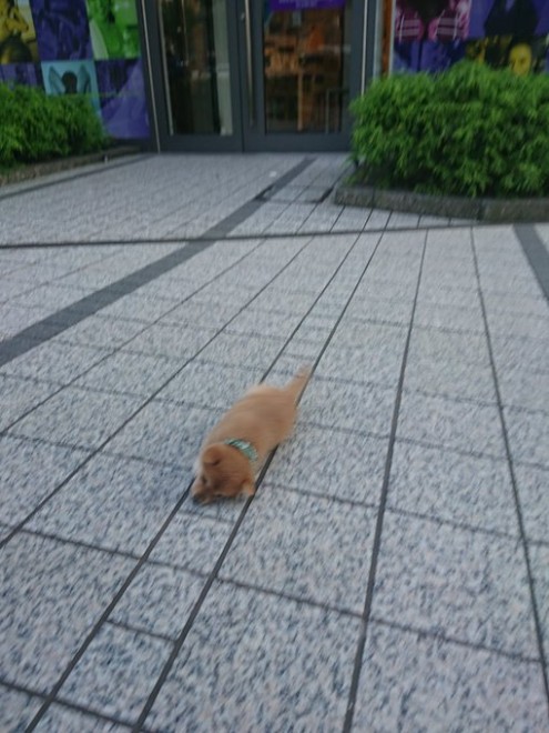 �ǂ��炪�ʂ�����݂�������Ȃ�?! ���Ă̎e���E��т񂿂��̓���