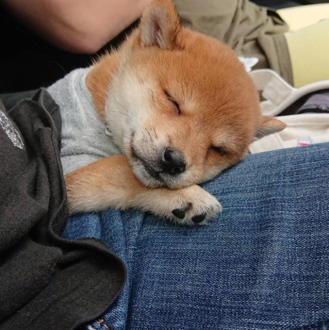 �ǂ��炪�ʂ�����݂�������Ȃ�?! ���Ă̎e���E��т񂿂��̓���