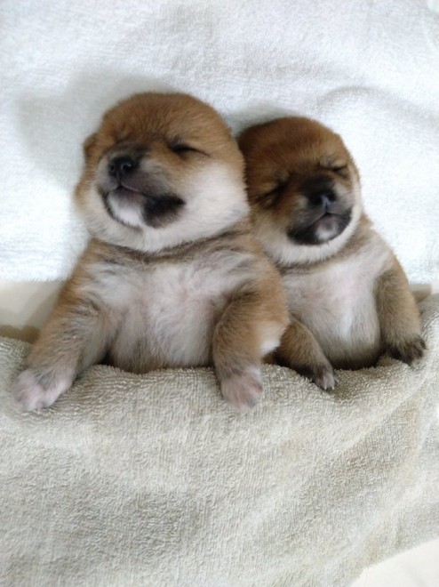 �ǂ��炪�ʂ�����݂�������Ȃ�?! ���Ă̎e���E��т񂿂��̓���