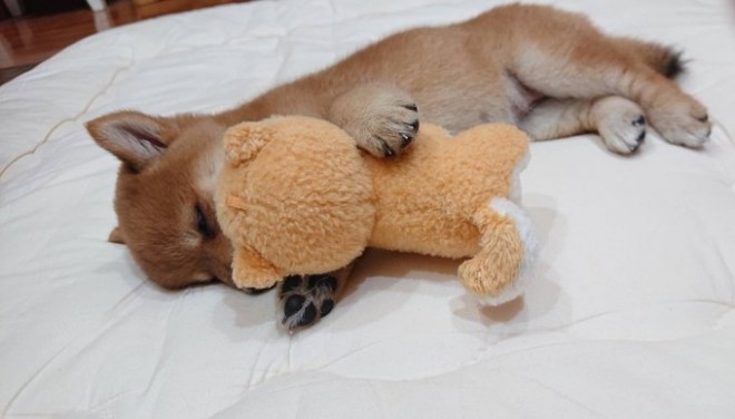 �ǂ��炪�ʂ�����݂�������Ȃ�?! ���Ă̎e���E��т񂿂��̓���