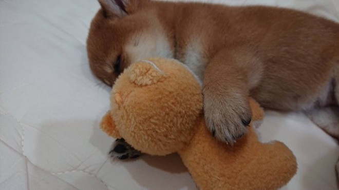 �ǂ��炪�ʂ�����݂�������Ȃ�?! ���Ă̎e���E��т񂿂��̓���