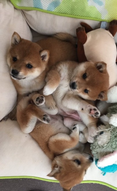 �ǂ��炪�ʂ�����݂�������Ȃ�?! ���Ă̎e���E��т񂿂��̓���