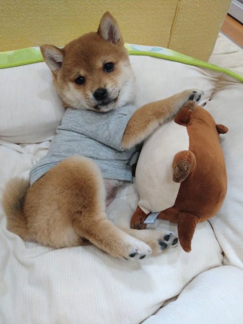 �ǂ��炪�ʂ�����݂�������Ȃ�?! ���Ă̎e���E��т񂿂��̓���