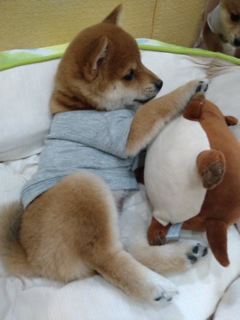 �ǂ��炪�ʂ�����݂�������Ȃ�?! ���Ă̎e���E��т񂿂��̓���