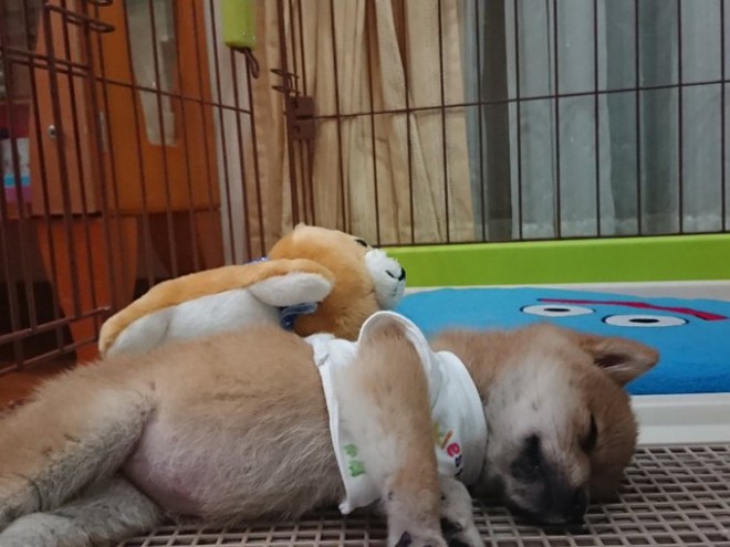 �ǂ��炪�ʂ�����݂�������Ȃ�?! ���Ă̎e���E��т񂿂��̓���