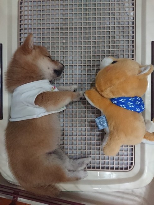 �ǂ��炪�ʂ�����݂�������Ȃ�?! ���Ă̎e���E��т񂿂��̓���