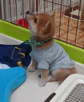 �ǂ��炪�ʂ�����݂�������Ȃ�?! ���Ă̎e���E��т񂿂��̓���