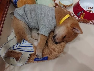 �ǂ��炪�ʂ�����݂�������Ȃ�?! ���Ă̎e���E��т񂿂��̓���