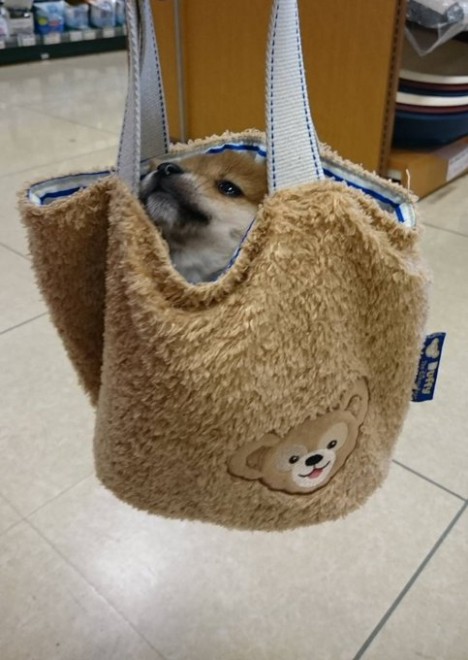 �ǂ��炪�ʂ�����݂�������Ȃ�?! ���Ă̎e���E��т񂿂��̓���