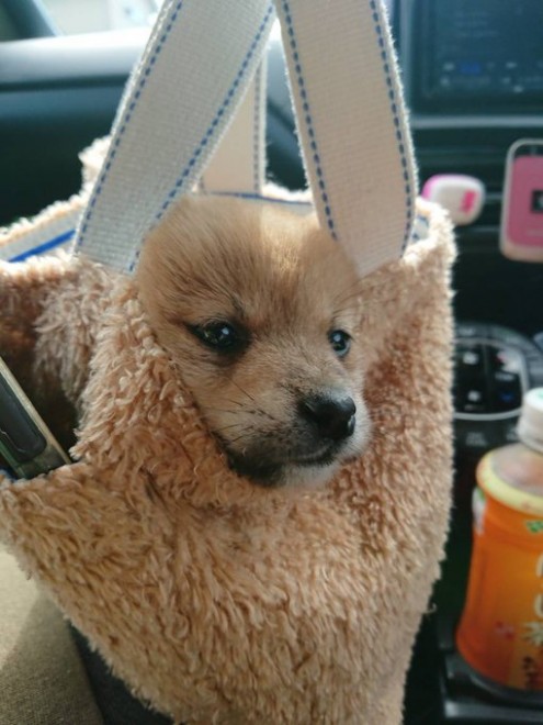 �ǂ��炪�ʂ�����݂�������Ȃ�?! ���Ă̎e���E��т񂿂��̓���