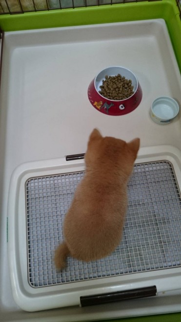 �ǂ��炪�ʂ�����݂�������Ȃ�?! ���Ă̎e���E��т񂿂��̓���