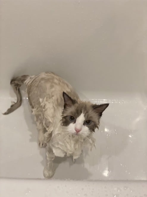 0˂̑qA₵Ă郉Oh[̃C