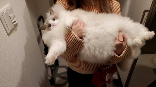 0˂̑qA₵Ă郉Oh[̃C