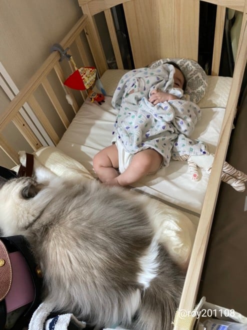 0˂̑qA₵Ă郉Oh[̃C