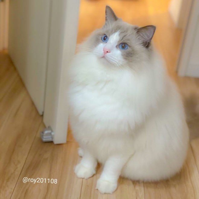 0˂̑qA₵Ă郉Oh[̃C