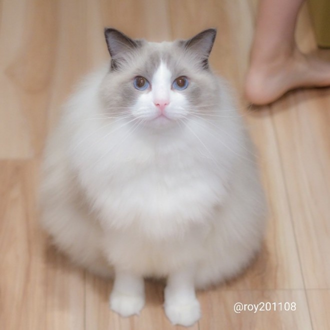 0˂̑qA₵Ă郉Oh[̃C