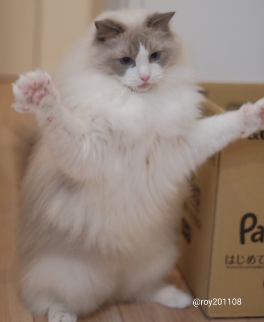 0˂̑qA₵Ă郉Oh[̃C