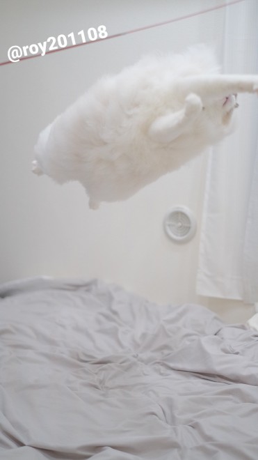 0˂̑qA₵Ă郉Oh[̃C