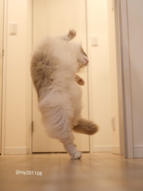 0˂̑qA₵Ă郉Oh[̃C