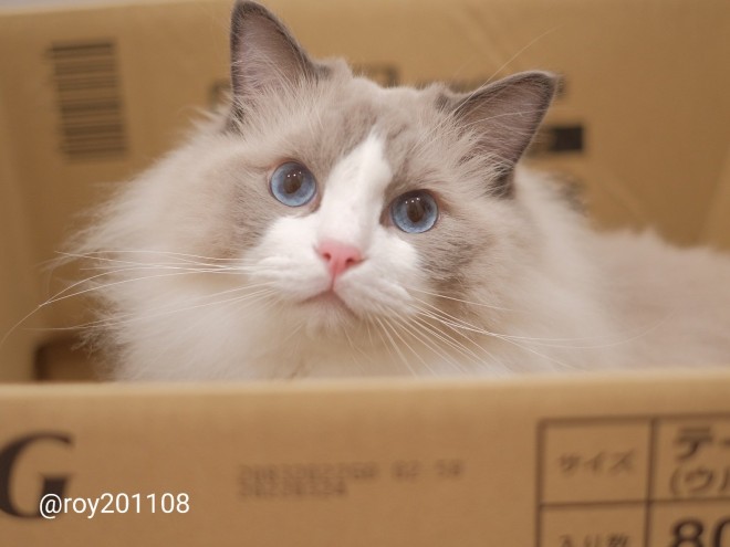 0˂̑qA₵Ă郉Oh[̃C