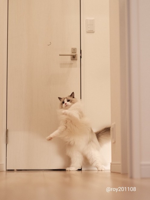 0˂̑qA₵Ă郉Oh[̃C