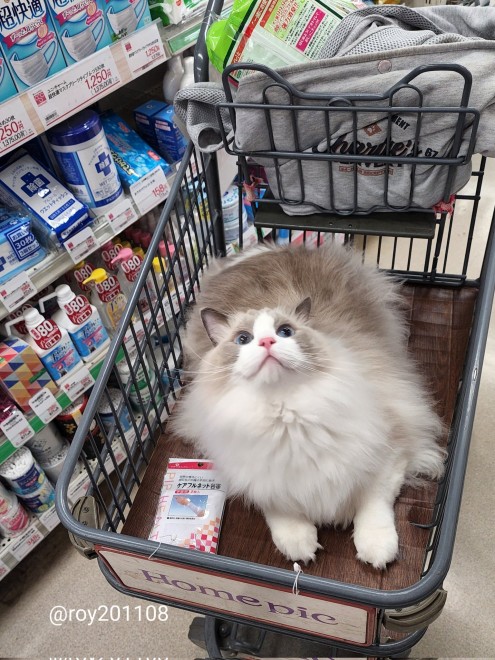 0˂̑qA₵Ă郉Oh[̃C