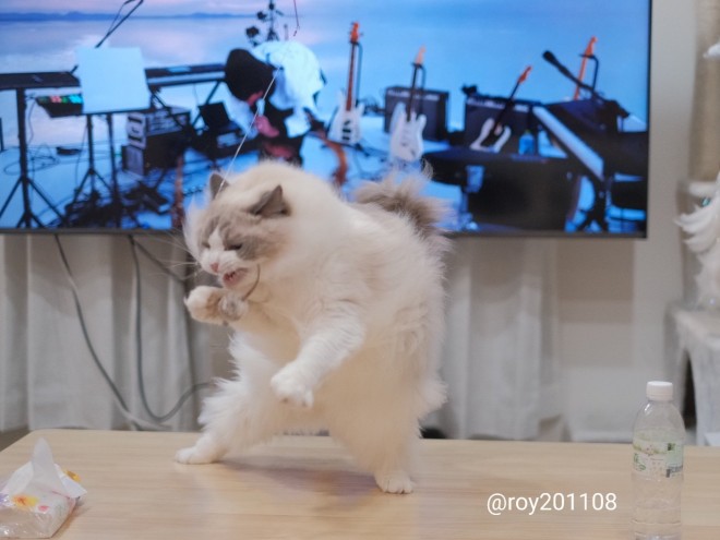 0˂̑qA₵Ă郉Oh[̃C