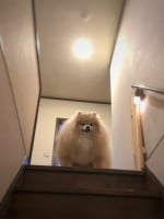 階段から飼い主さんを覗き込むぽめおくん