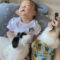 5匹の愛猫と共に暮らす2歳の息子さん