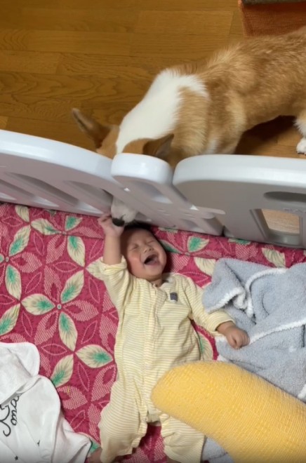 N1΂̃R[M[̂܂邭Ƒq