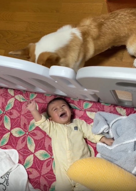 N1΂̃R[M[̂܂邭Ƒq