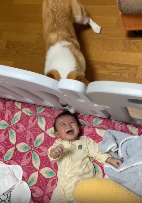 N1΂̃R[M[̂܂邭Ƒq