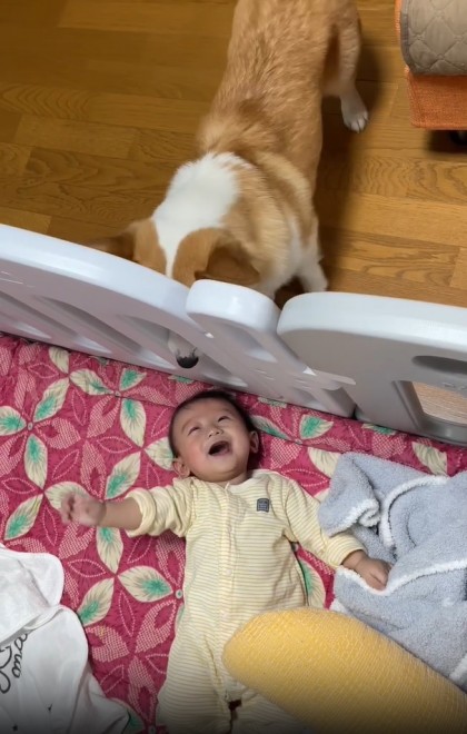 N1΂̃R[M[̂܂邭Ƒq