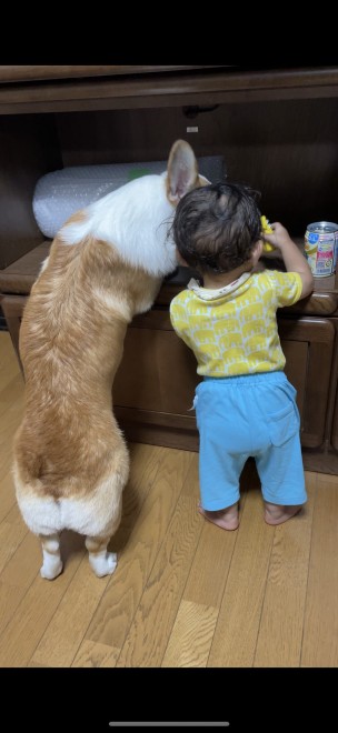 N1΂̃R[M[̂܂邭Ƒq