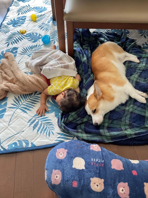 N1΂̃R[M[̂܂邭Ƒq