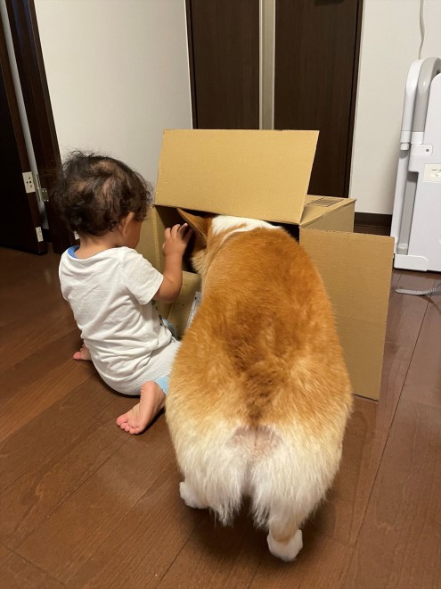 N1΂̃R[M[̂܂邭Ƒq