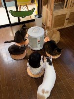 5匹の保護猫たちと一緒に、ストーブで暖まる0歳のお孫さん