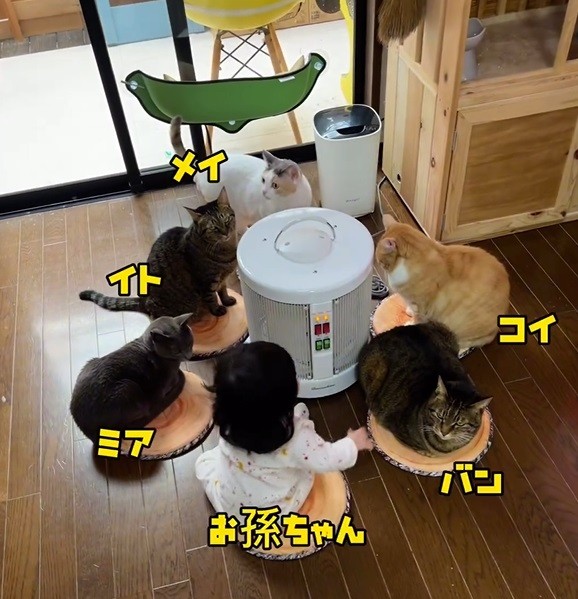 5匹の保護猫たちと一緒に、ストーブで暖まる0歳のお孫さん 画像提供：midori(@midorinotanbo)さん