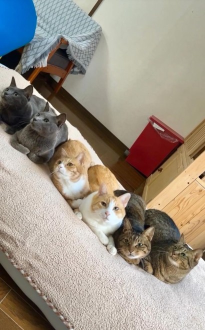 7匹仲良く暮らす保護猫たち