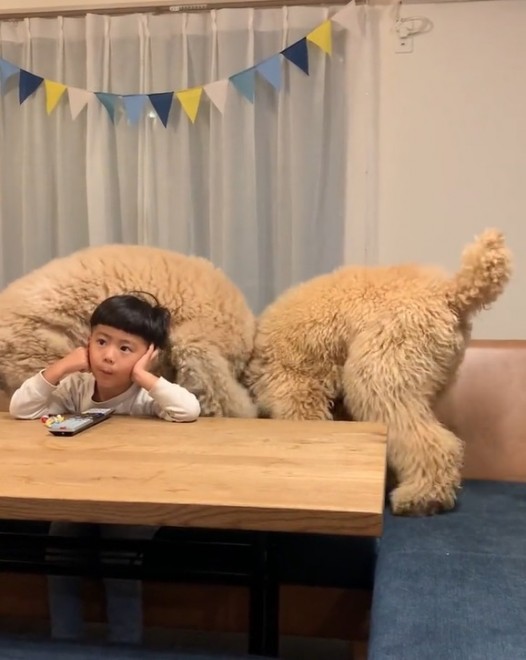 X^_[hv[h̃EƃVrƕ炷5΂̑q