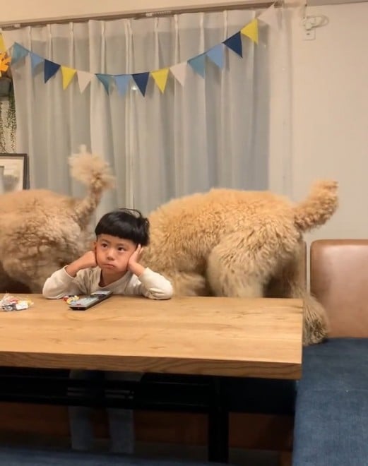 X^_[hv[h̃EƃVrƕ炷5΂̑q