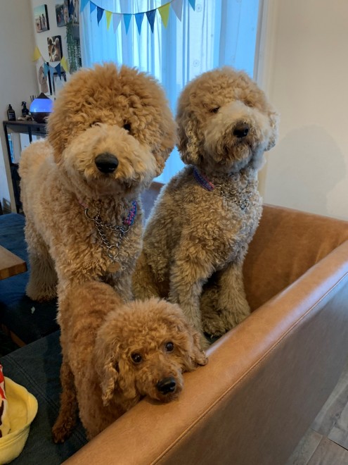 X^_[hv[h̃EƃVrƕ炷5΂̑q