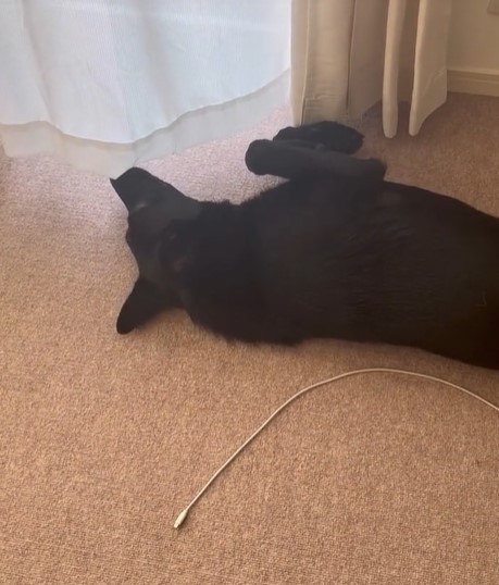 {Ă邱ƂɋCÂA傰͂߂