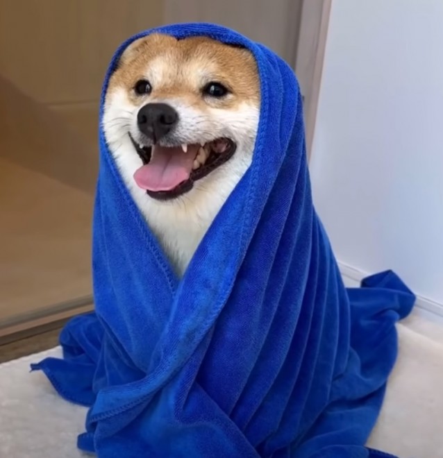 画像・写真 | 豆柴「うに」とゴールデンレトリバー「おから」のバス