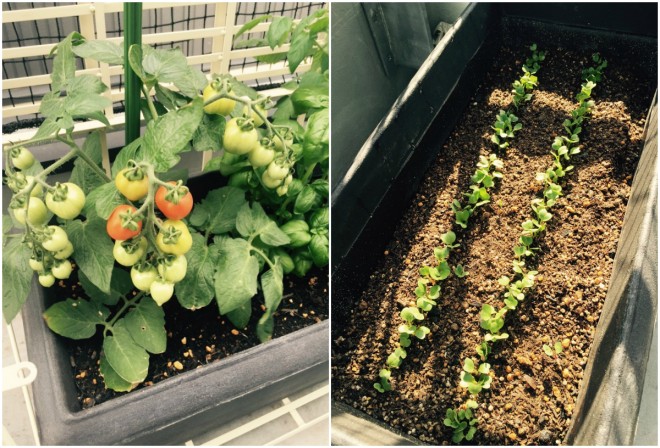 ベランダに作った家庭菜園。トマトの間にバジルを植えると虫よけになるとか。