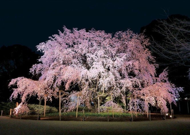 六義園のしだれ桜のライトアップ