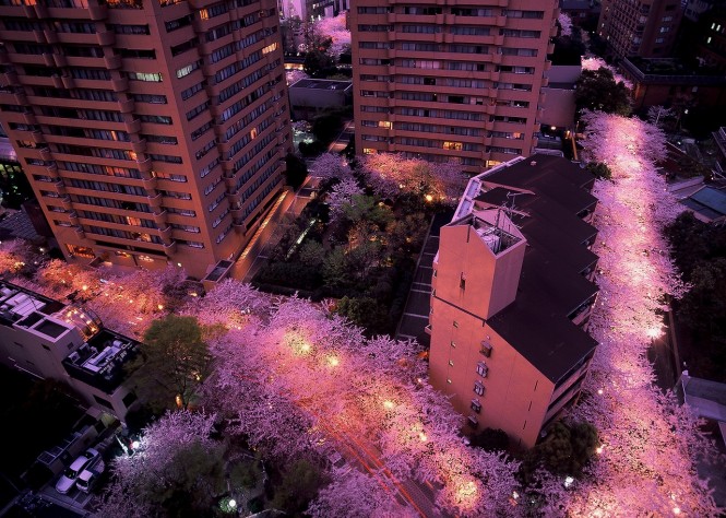 アークヒルズの桜並木ライトアップ