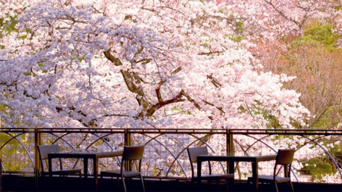 都内穴場 お花見 テラス席から満開の桜 今すぐ行きたい白金台の絶景カフェ Eltha エルザ